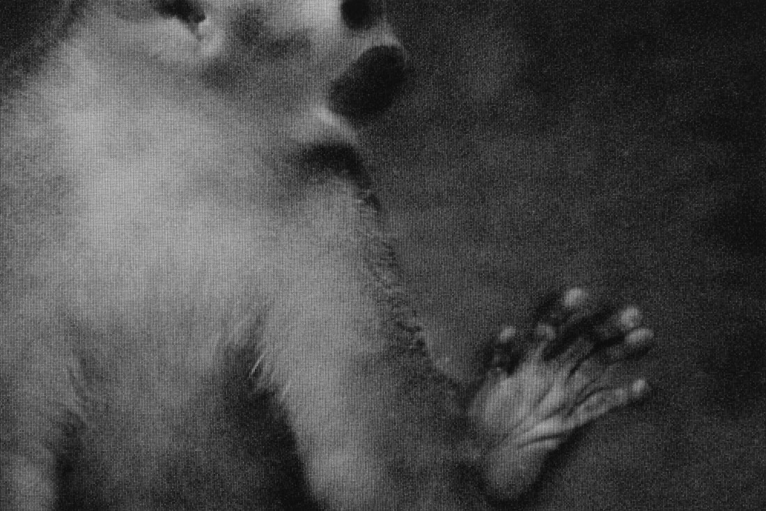 SHOW: La fauna